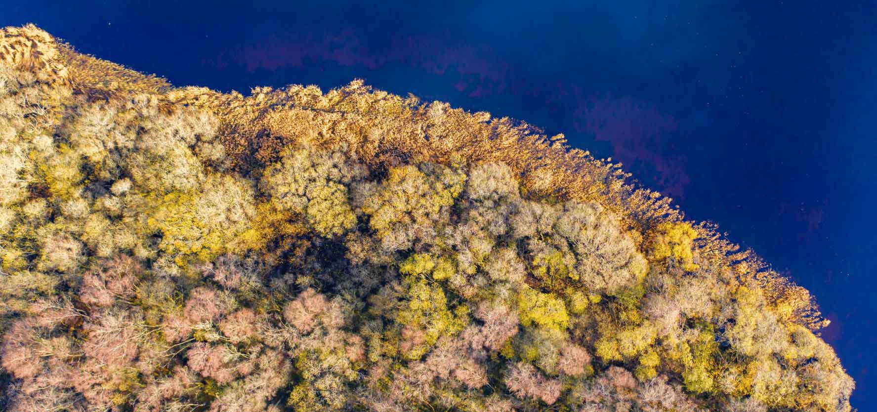 The view from a drone of trees starting to show their autumn colours on a bright calm day in Dumfries and Galloway south west Scotland. Picture: iStock
